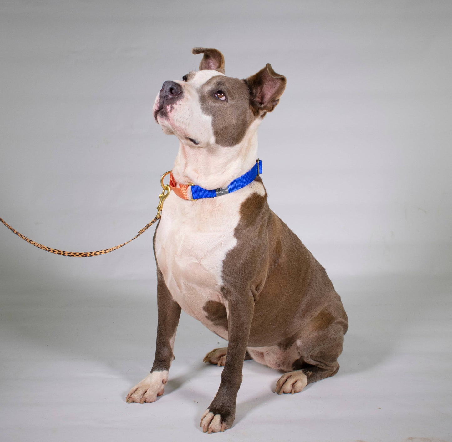 Cobalt with Peach Martingale Collar