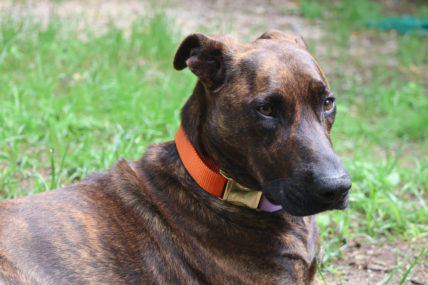 Side-release martingale collar / brass snap