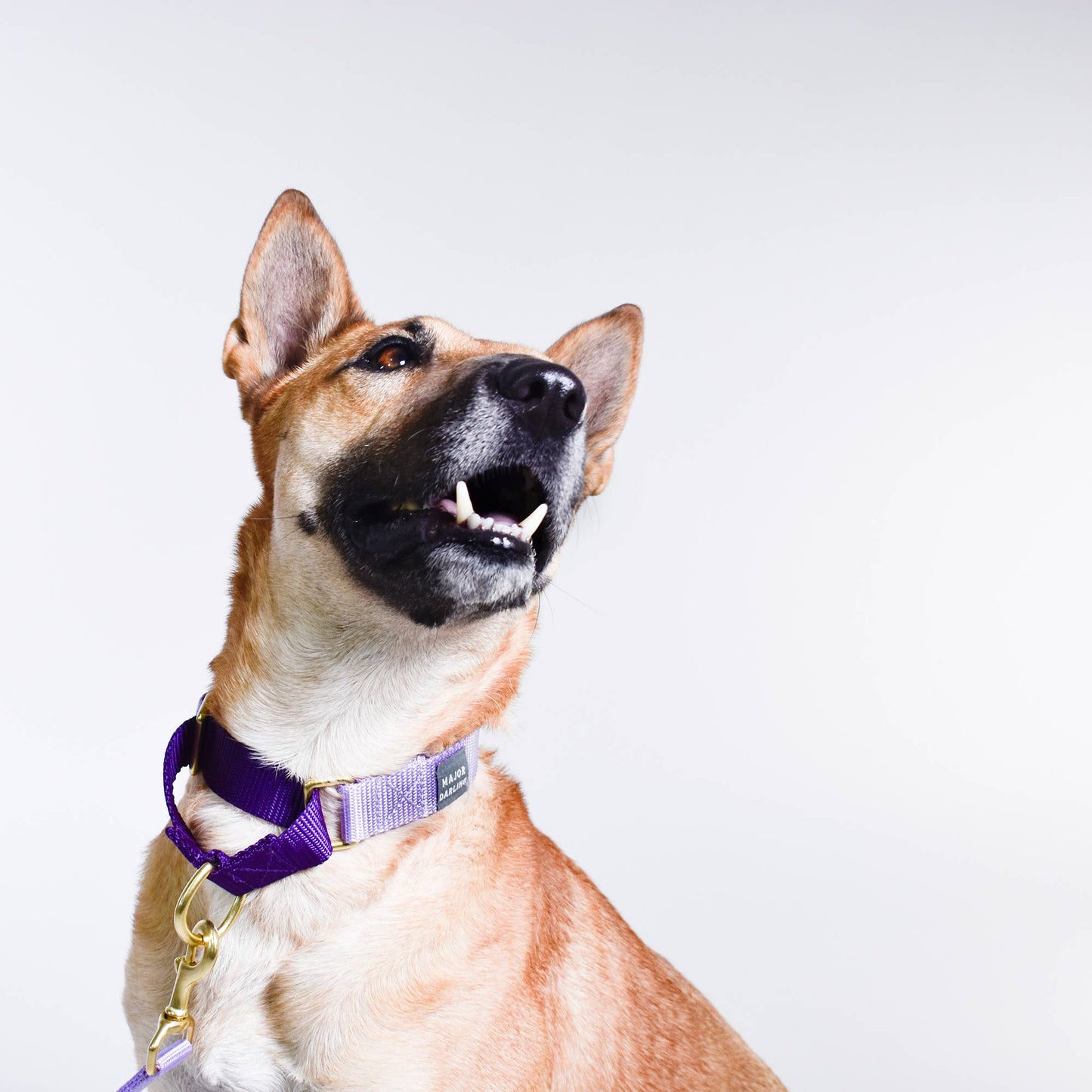 Lilac with Violet Martingale Collar