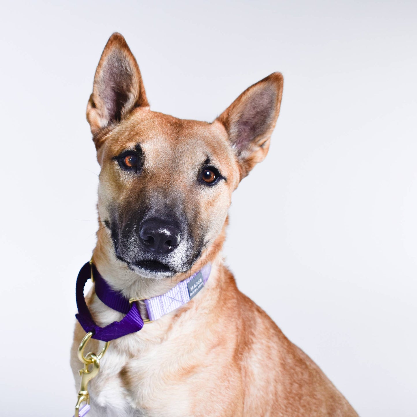 Lilac with Violet Martingale Collar