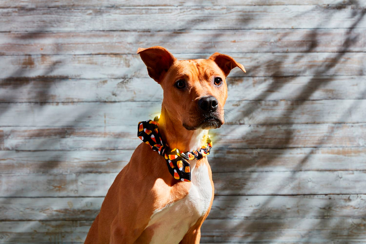 Halloween Light Up Dog Collar