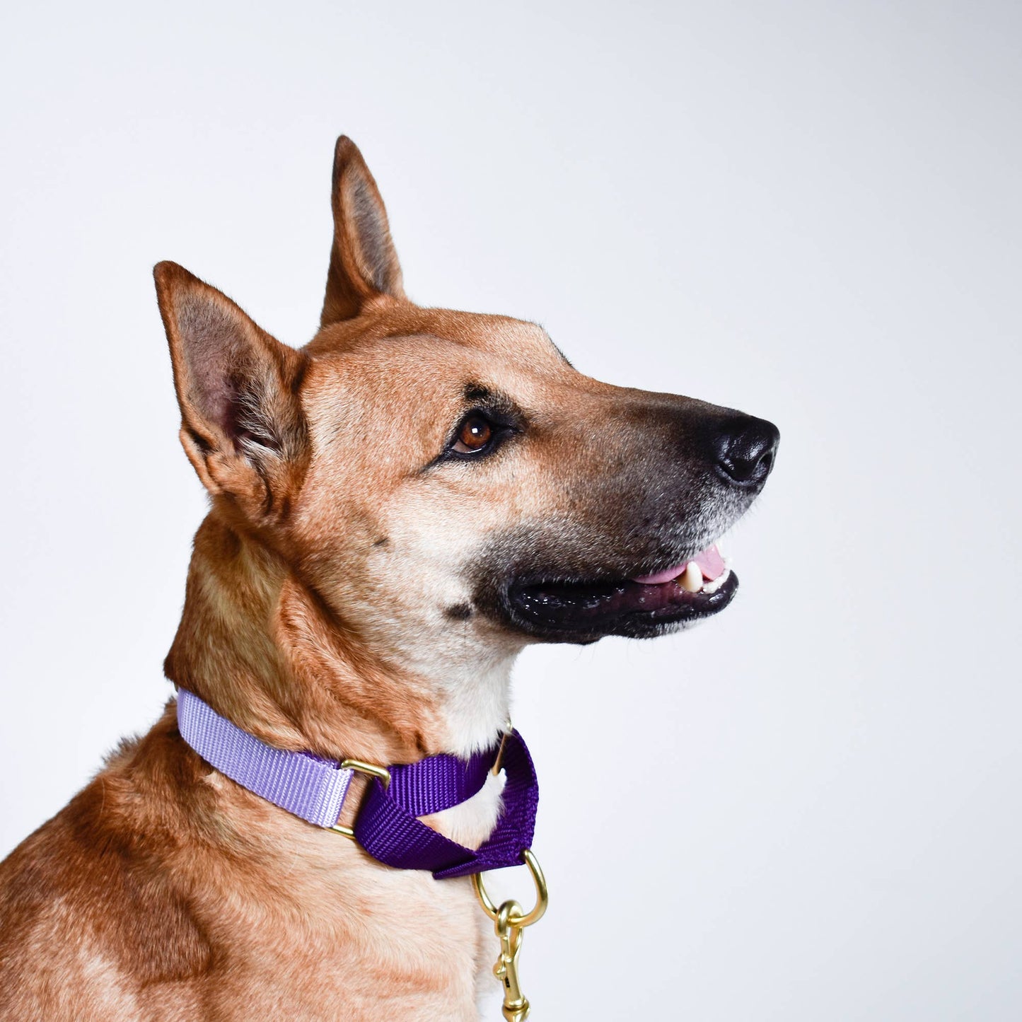 Lilac with Violet Martingale Collar