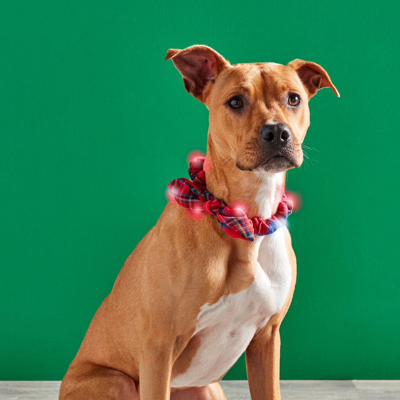 Tartan Light-Up Dog Collar