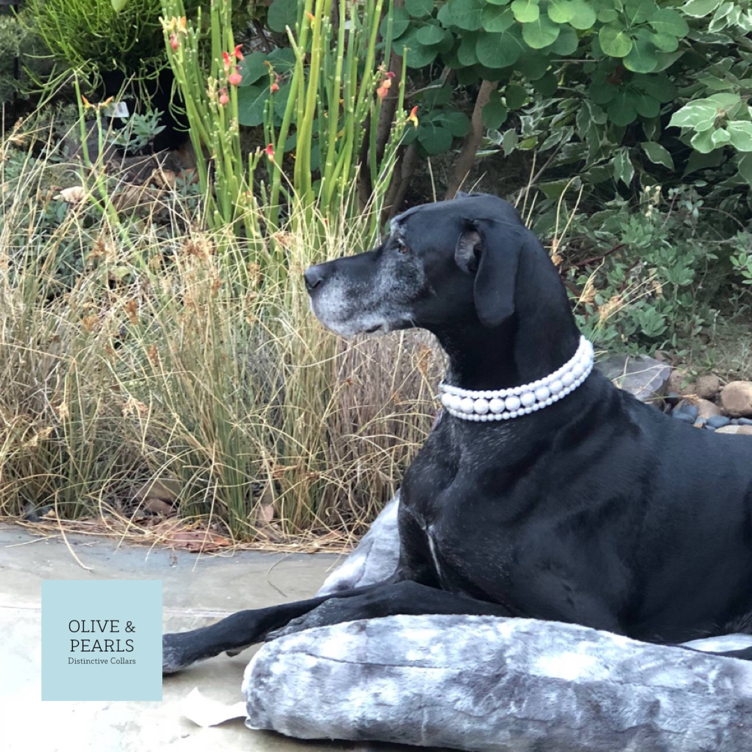 The "Donatella" Pearl Dog Collar